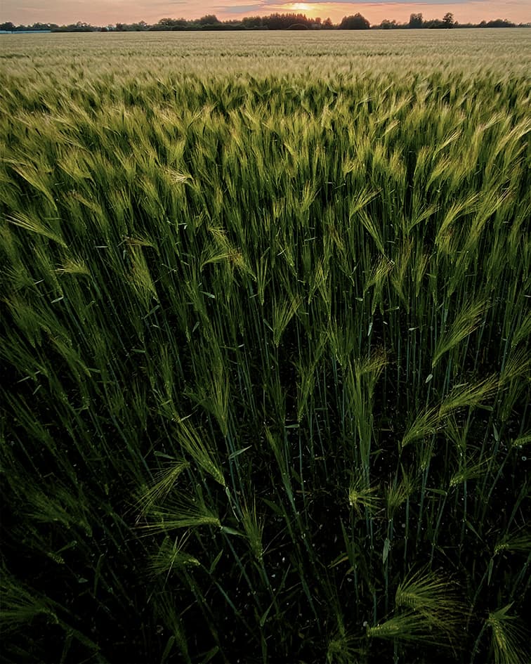 Fertilizantes, rações e defensivos agrícolas.